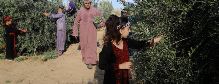 A Palestinian family pluck olives from trees harvesting them whereupon he will extract from them olive oil during the annual harvest season, in Rafah, southern Gaza Strip, on October 04, 2020.